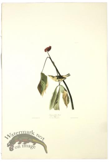 Louisiana Water-Thrush